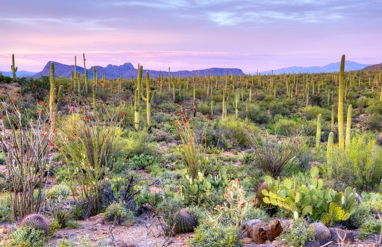 Tucson, Ariz.