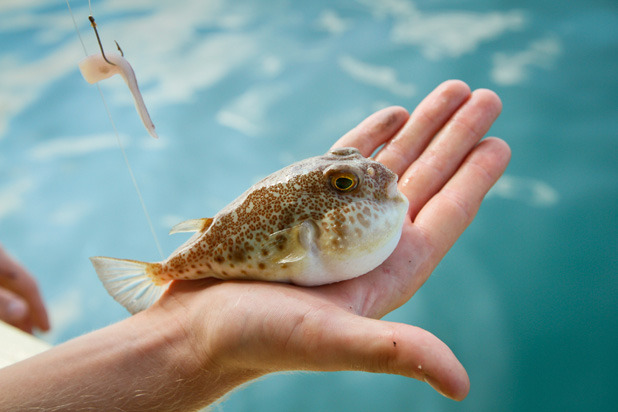 Fugu (Japanese Blowfish)