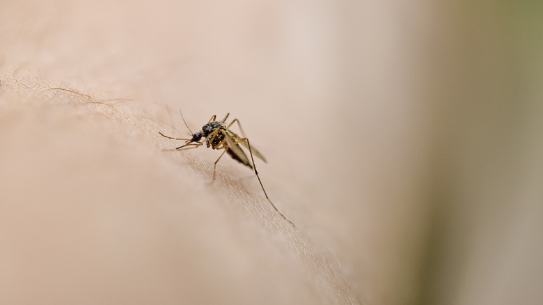 A mosquito standing on human skin