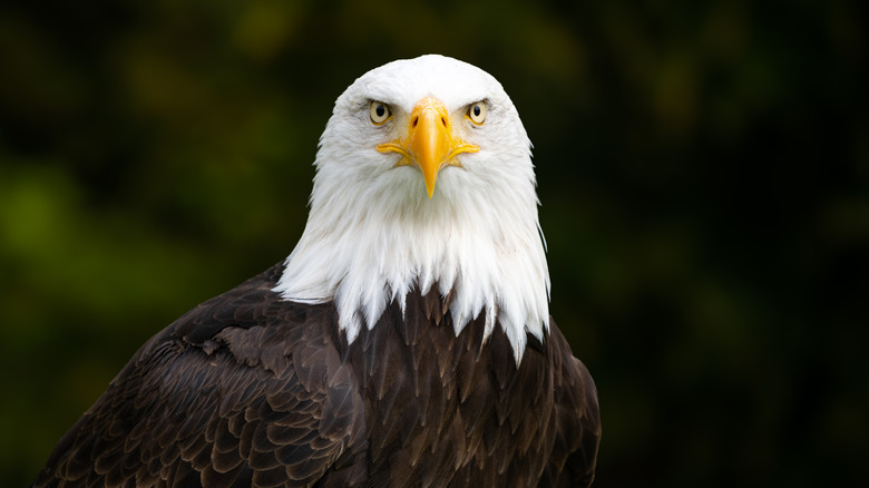 Close up of the head of a bald eagle