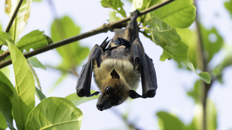 Bat hanging from the branch of a tree