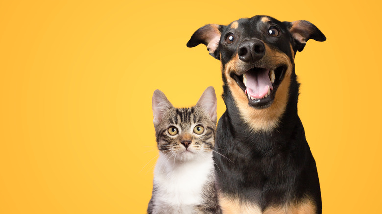 Black and brown dog and grey and white cat