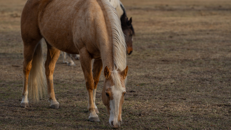 Brown horse grazing in a field