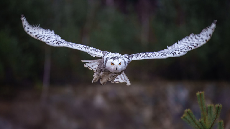 Snowy owl in flight