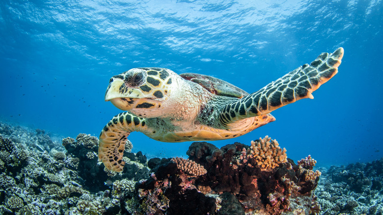 Sea turtle swimming near a coral reef