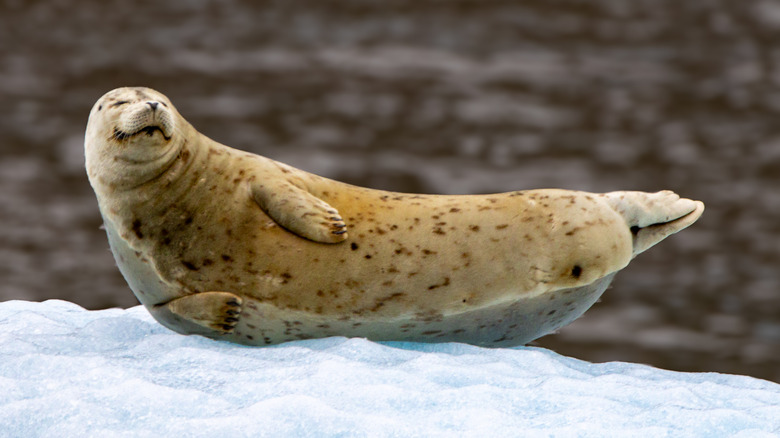 Happy harbor seal floating on ice
