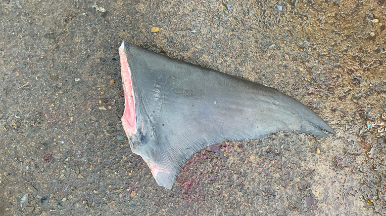 Fresh shark fin