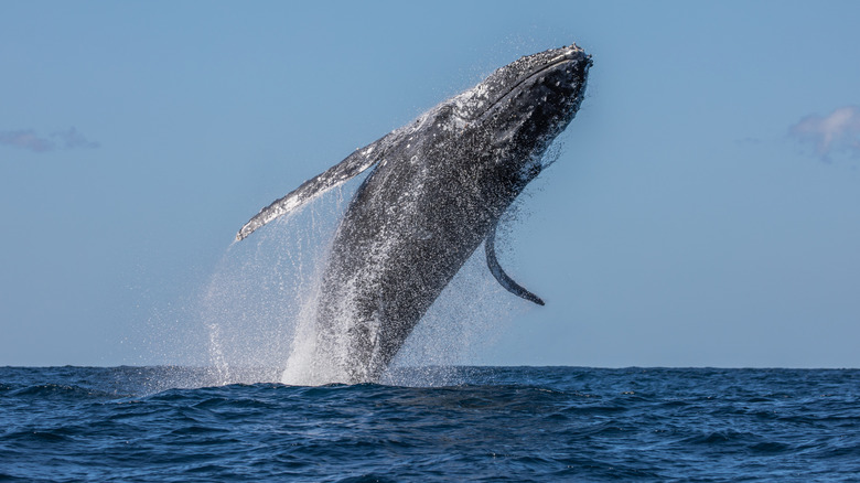 Adult humpback whale launching out of water in full breach