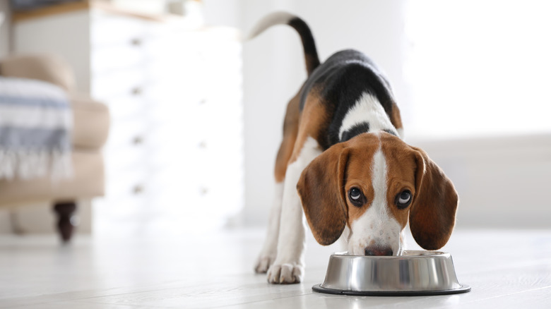 dog eating from metal bowl