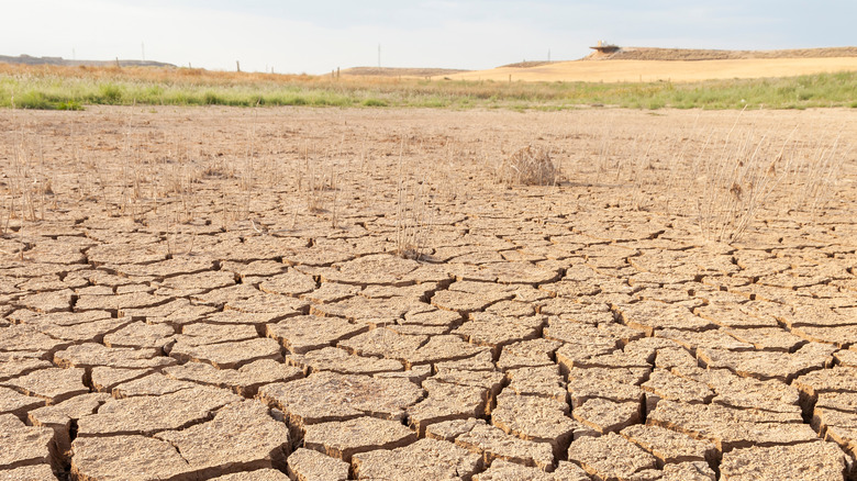 dry and cracked land