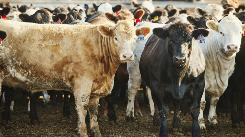 A herd of tagged cattle on a farm
