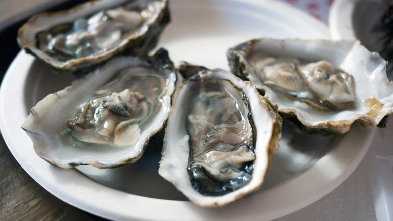 A white paper plate serving four raw oysters