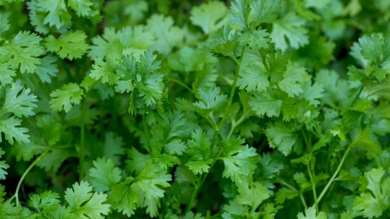 Fresh cilantro in ground