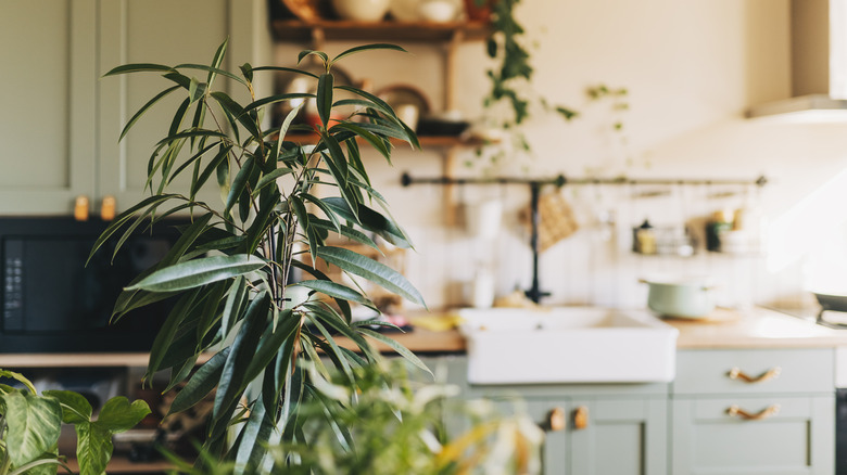 Plant in kitchen with green cabinets