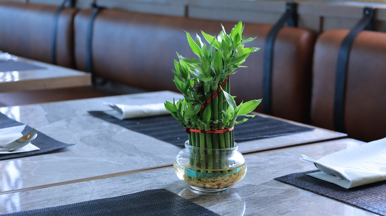 Lucky bamboo on table in restaurant