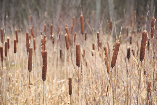 Cattail 