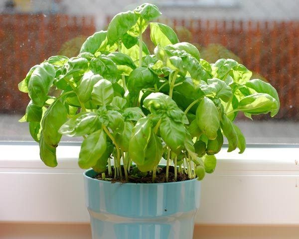 Herb Garden Tips