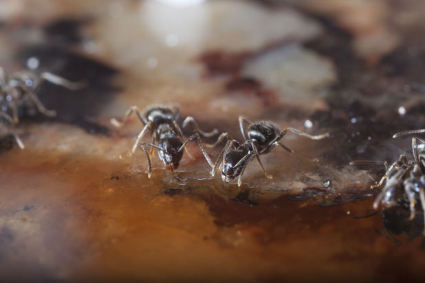 Insect Bait