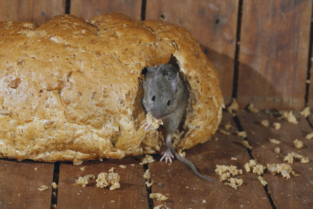 Mice Bait