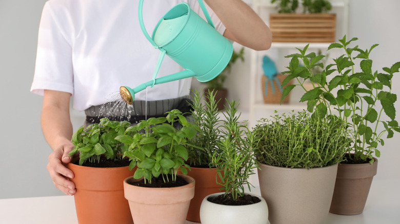 Close-up of woman watering herbs in pots indoors