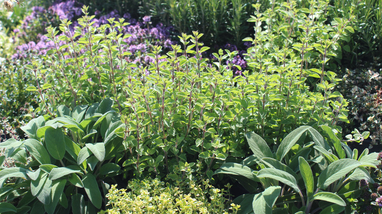 An herb garden featuring different plants growing together