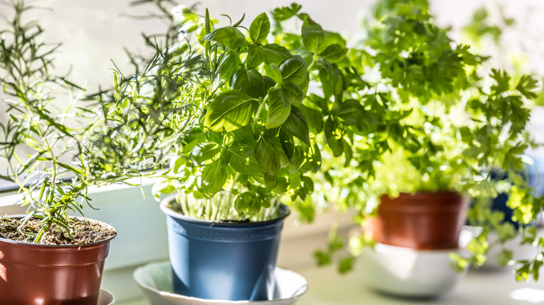 A row of different herbs growing in pots on a windowsill