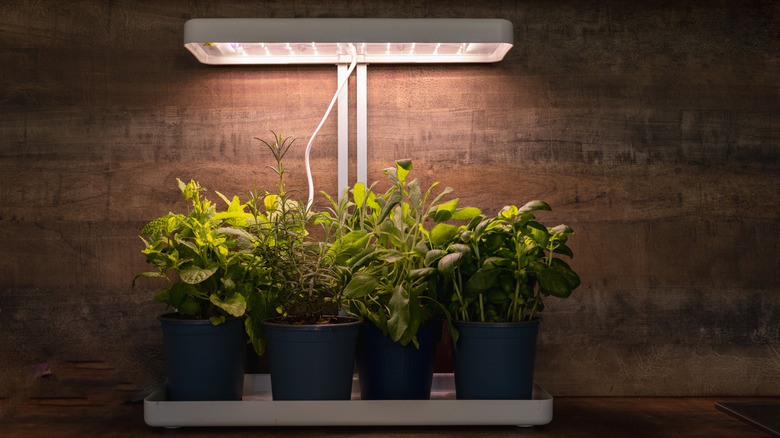 Potted herbs growing under LED lights