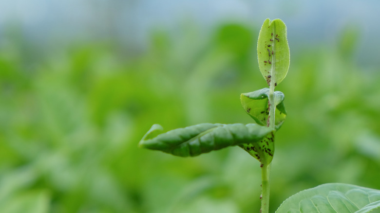 Close-up of leaves infested by aphids