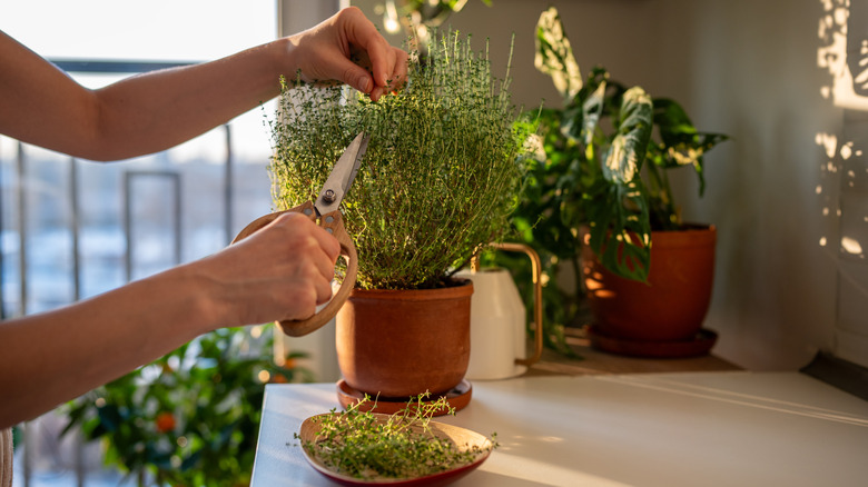 Close-up of hands pruning potted thyme plant indoors