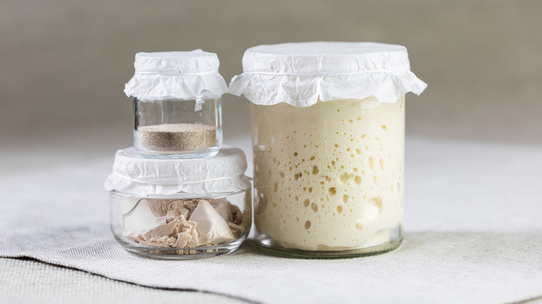 Three different types of yeast in glass jars with paper lids