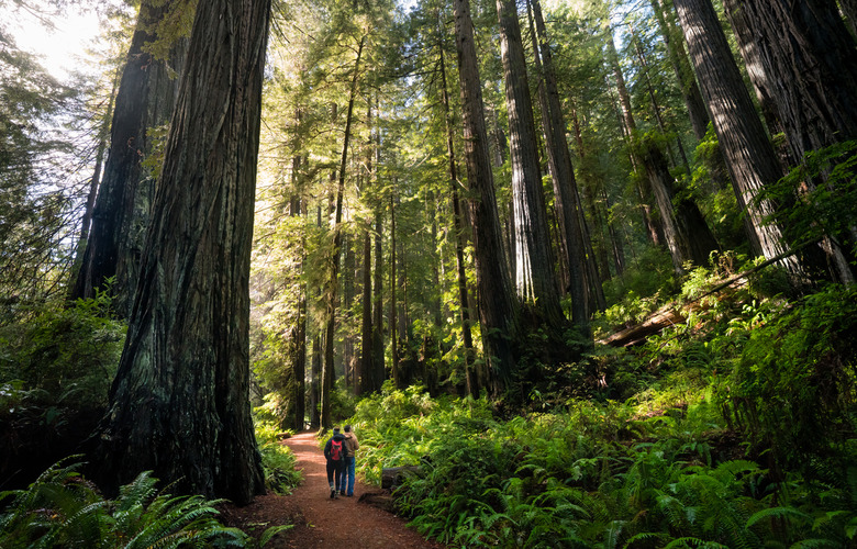 Redwood National Park, California