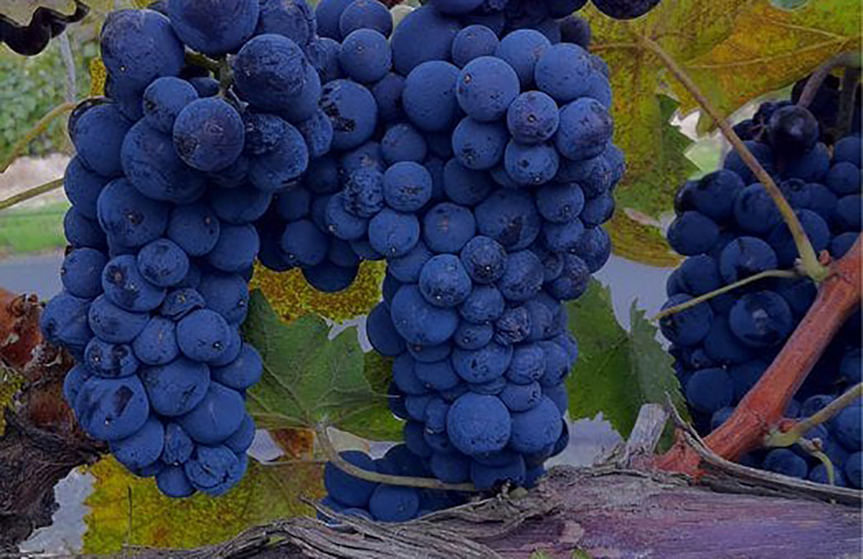 16. Cayuse Vineyards, Walla Walla, Wash.