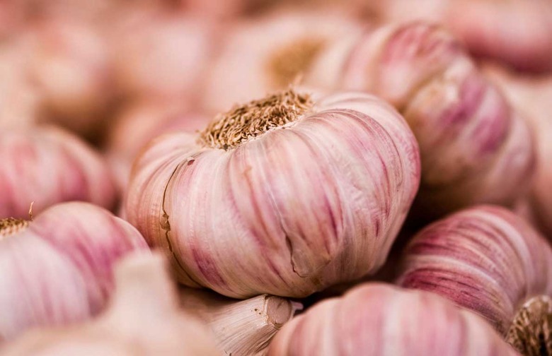 Garlic