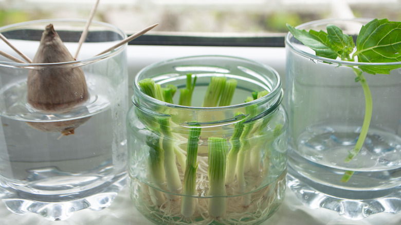 Vegetables regrowing on kitchen windowsill