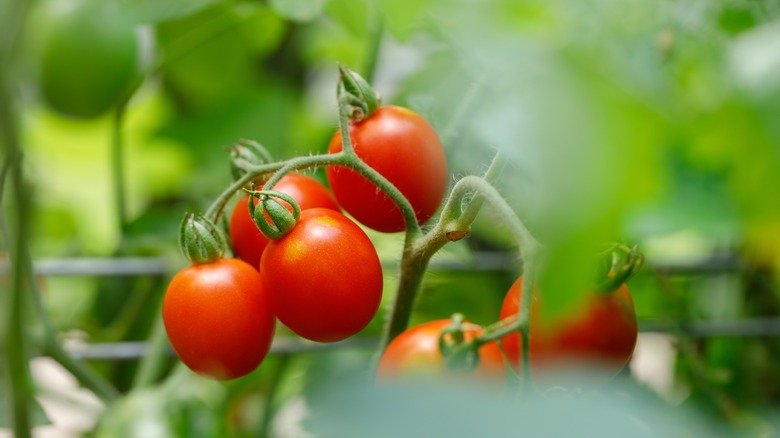 Principe Borghese tomatoes on vine