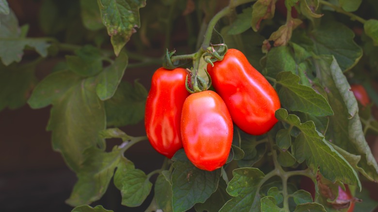 San Marzano tomatoes on vine