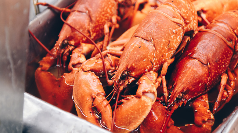 lobsters ready to be cooked