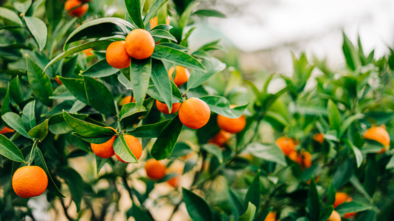 Clementines on trees in an orchard