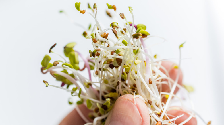 Broccoli and alfalfa sprouts