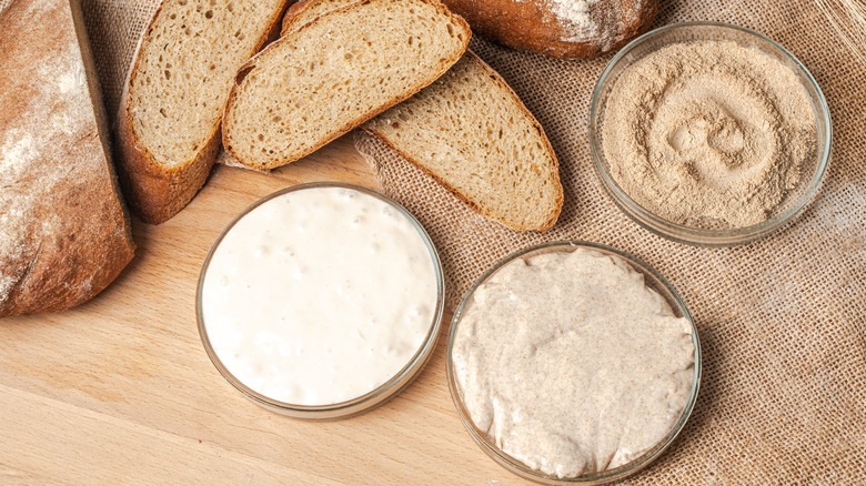 Sourdough starter and flours in petri dishes alongside bread on a wooden table