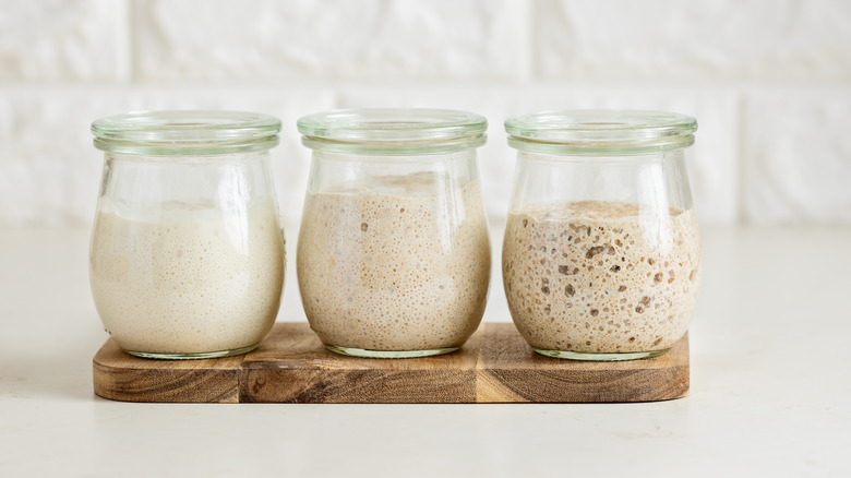 Three jars of different sourdough starters