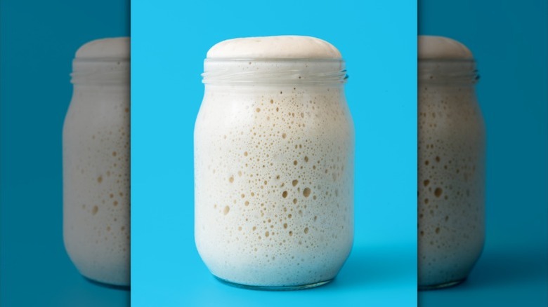 A sourdough starter that's growing over the top of a jar isolated on a blue background