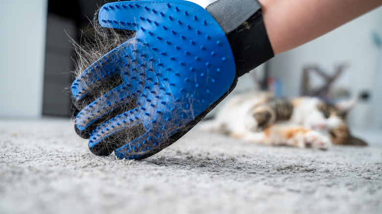 Person cleaning pet hair with a glove