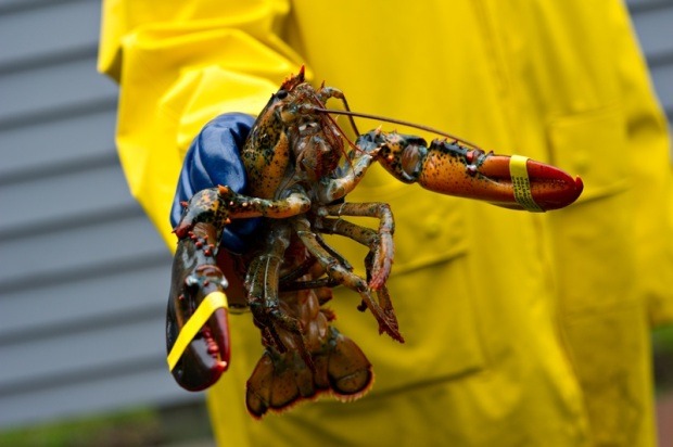 Lobster Fishing Excursion