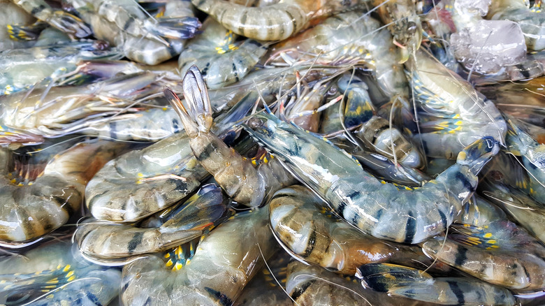 Black tiger shrimp