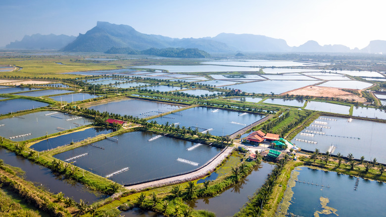 Shrimp farm in Thailand