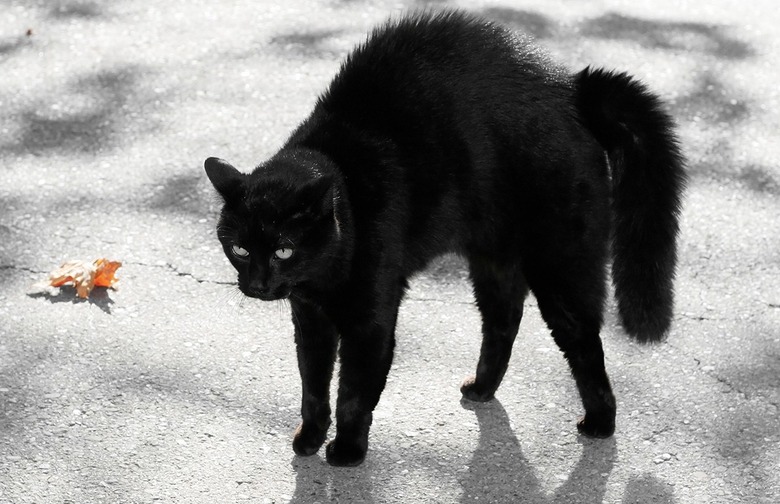 The Yule Cat (Iceland)