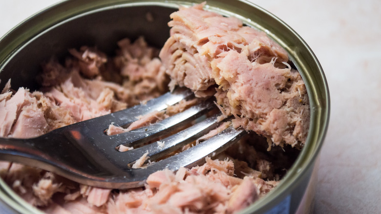Canned tuna being forked out of a can