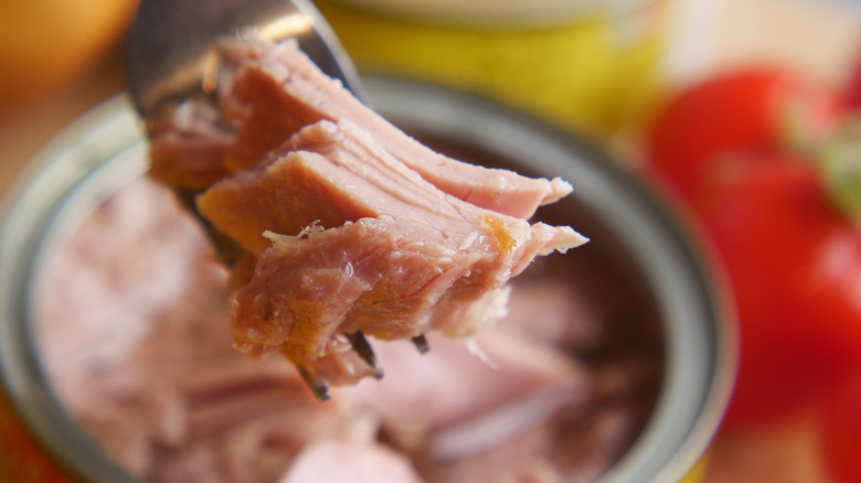 Close-up of canned tuna on fork