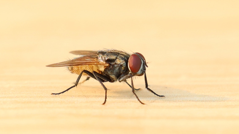 A fly on a wooden table